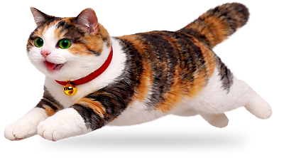 キャッツマネーの猫店長
